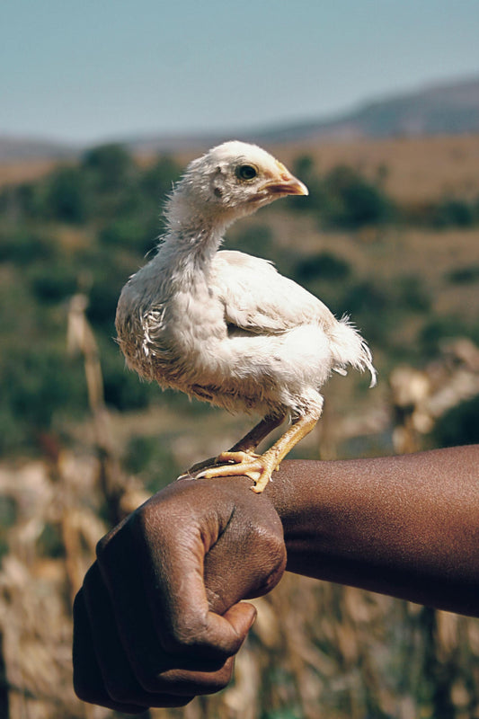 Give a Family a Farm — 50 Chicks & Everything They Need to Start